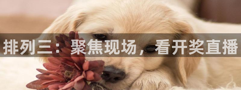 蓝鲸体育直播：排列三：聚焦现场，看开奖直播
